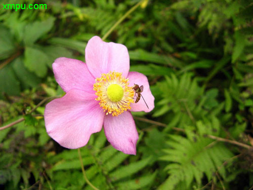 粉色郁金香花语和寓意