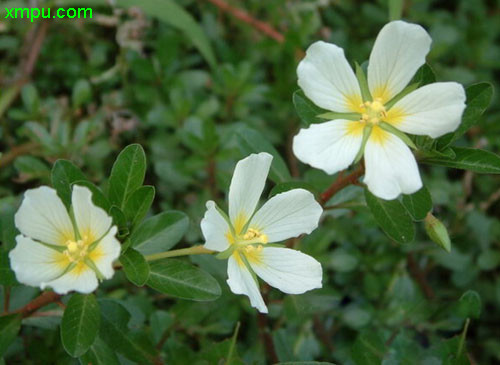 山东桂花怎样越冬