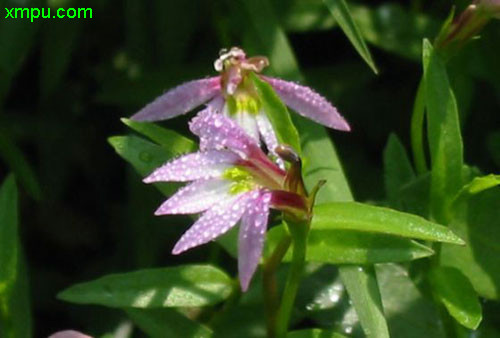 百合花图片大全大图 鲜花