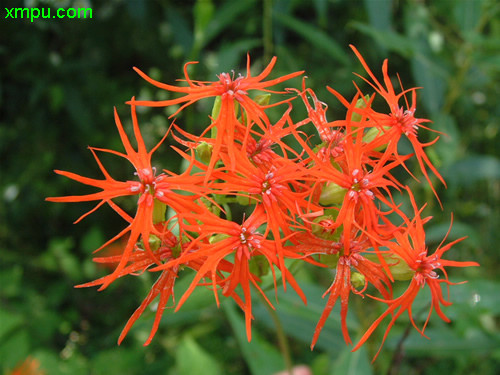 水仙花怎么养