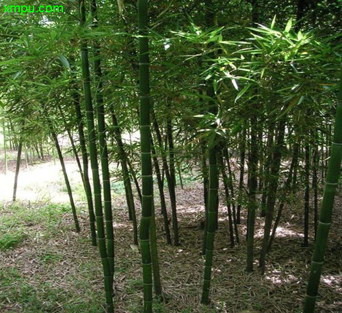 香菇主要产地