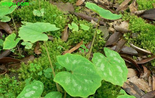 桂花树果实