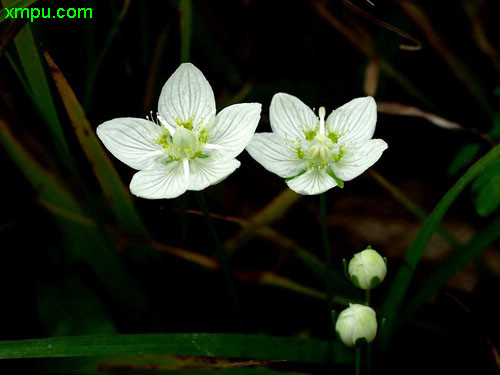 玫瑰百合花束图片