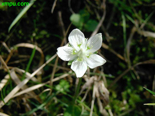 高山杜鹃花图片