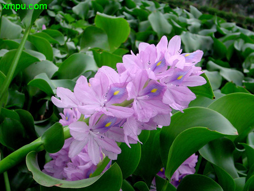 紫色的花有哪些及花名