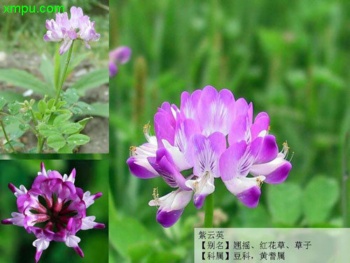 龙吐珠花怎么剪枝才能开花