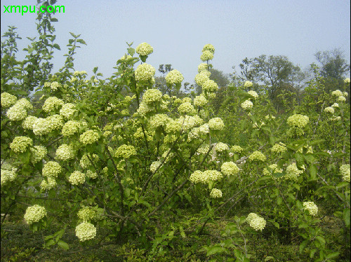 银杏树开花图片