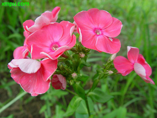 忘忧草就是黄花菜