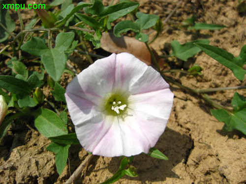 耗子花