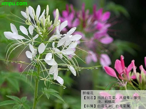 山桂花