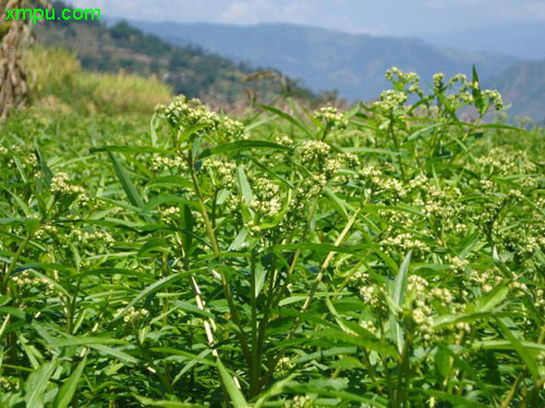 迎春花的特征和特点