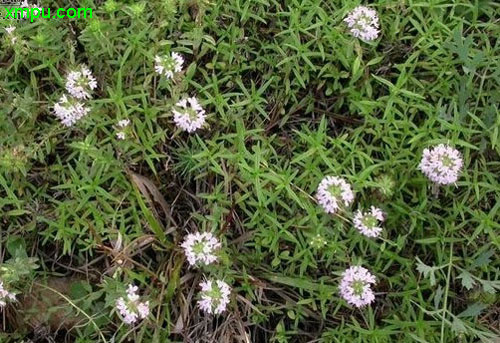 刺梅花有毒吗