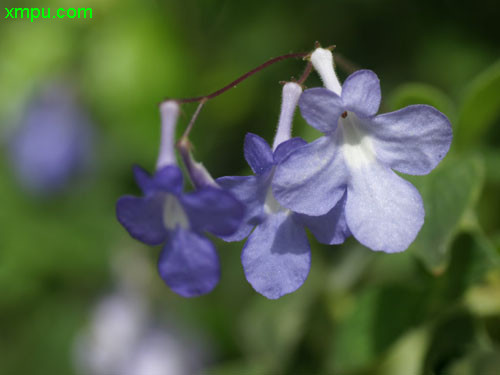 香水百合花