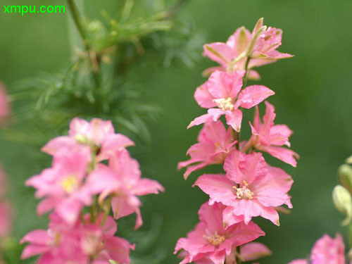 栀子花叶子干枯怎么补救