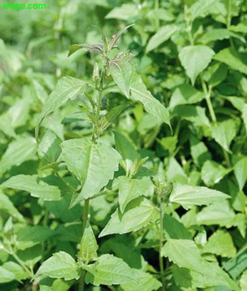 四川看油菜花最好的地方