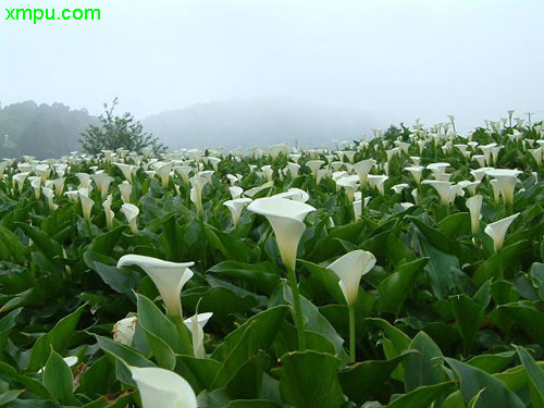 重楼种植技术