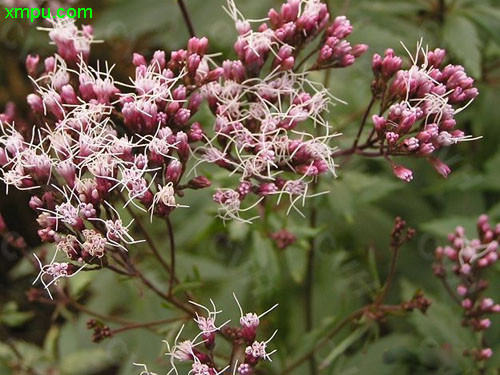 夜来香什么季节开花