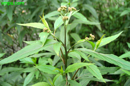 黄精怎样种植技术