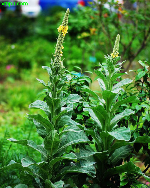 小苍照片