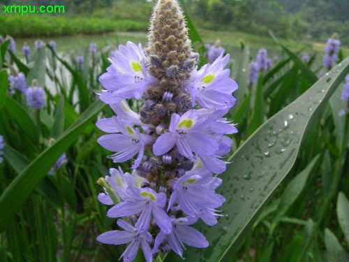 美丽的花图片