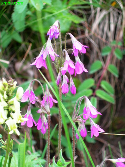 香水百合花