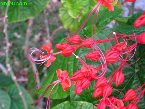 桃花花语