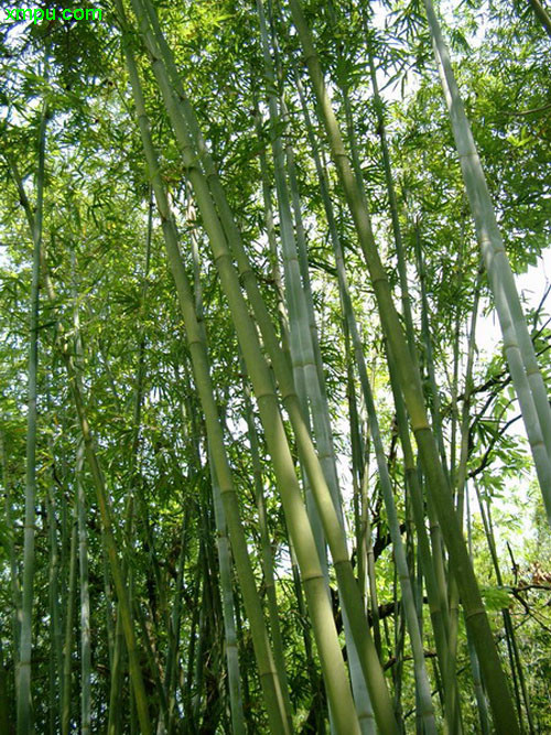 植物传播种子的方法