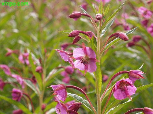 茶叶渣可以做花肥吗