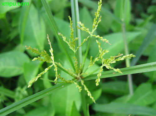 蒜苔和蒜苗是同一种吗