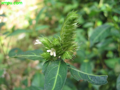 白芨种苗种植