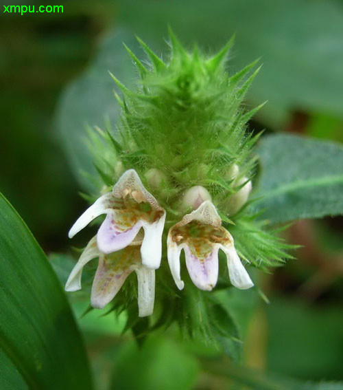 香菜种植