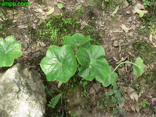 太阳花种植