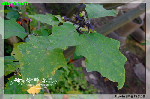 芍药种植方法和时间