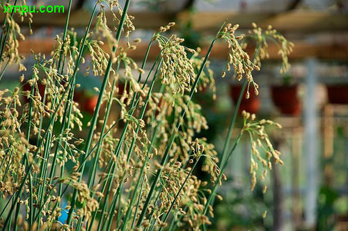 龙吐珠花怎么剪枝才能开花