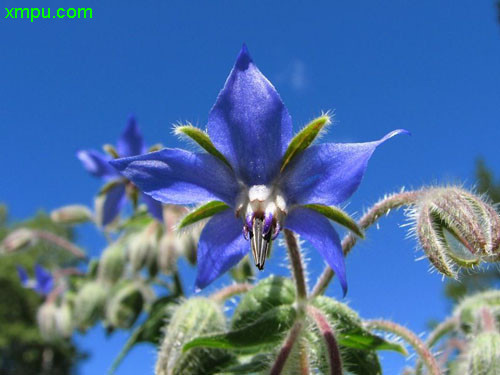 樱花树一颗多少钱