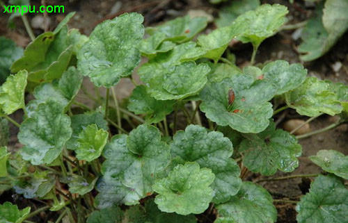 桂花树苗价格