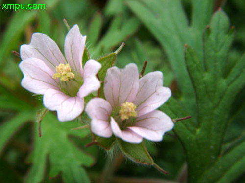 花毛茛一年开几次花