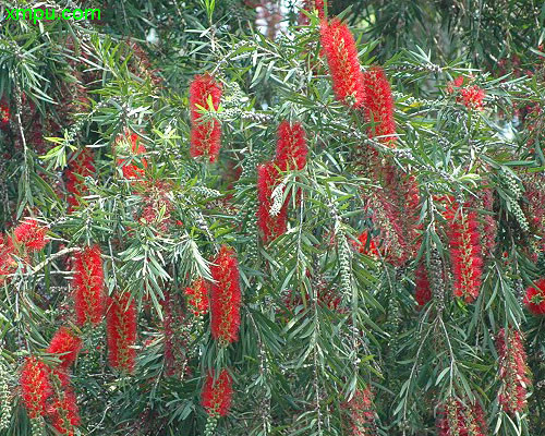 大叶落地生根开花图片