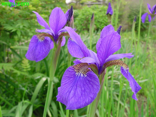 木香花和爬藤月季比较