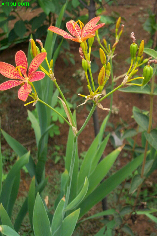 格桑花种子种植方法和时间