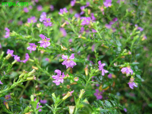 枫叶的花语