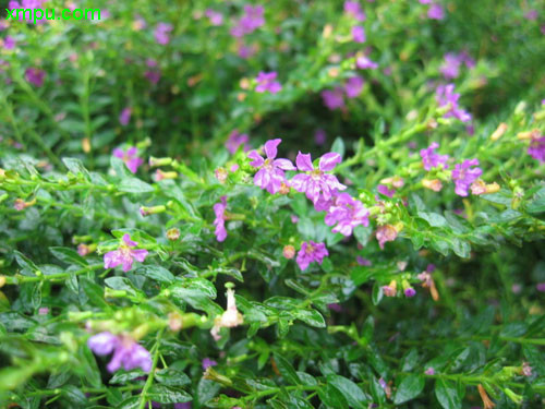 醉蝶花种植