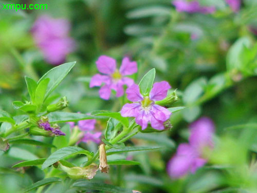 映山红和杜鹃花的区别