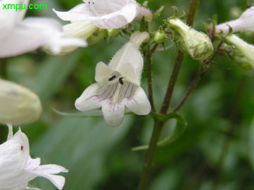 植树节一般种什么树