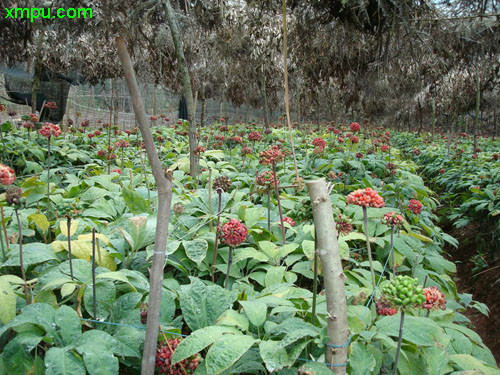 牡丹开花的季节是几月