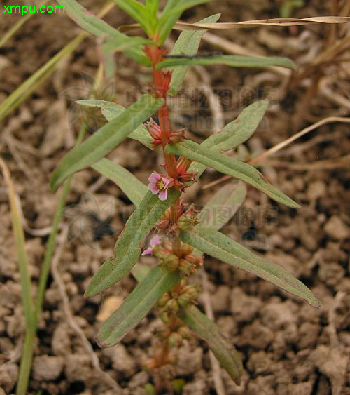 brassica juncea