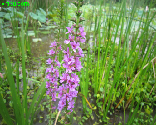 绣球花价格