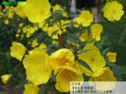 海棠花长蚜虫怎么办