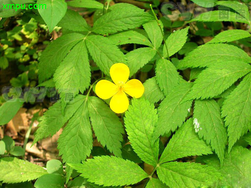 茶花花苞干枯掉落怎么回事