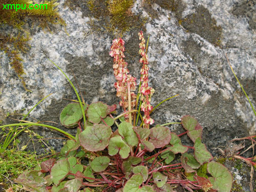 bacopa monnieri